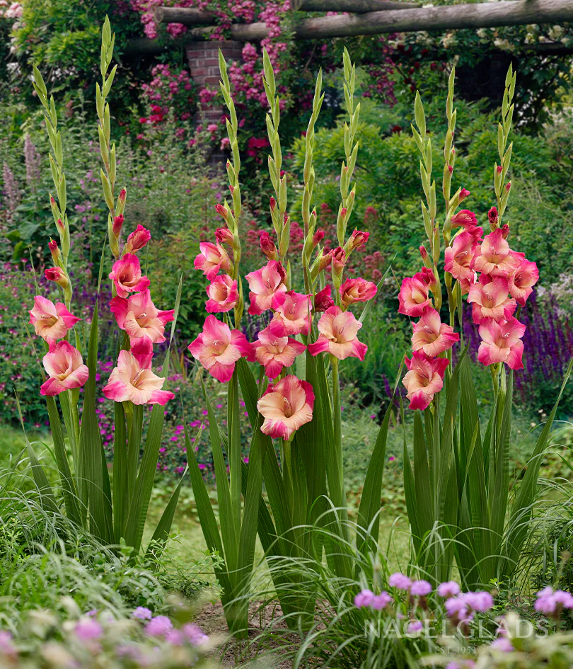 Apricot Bubble Gum Gladiolus Corms