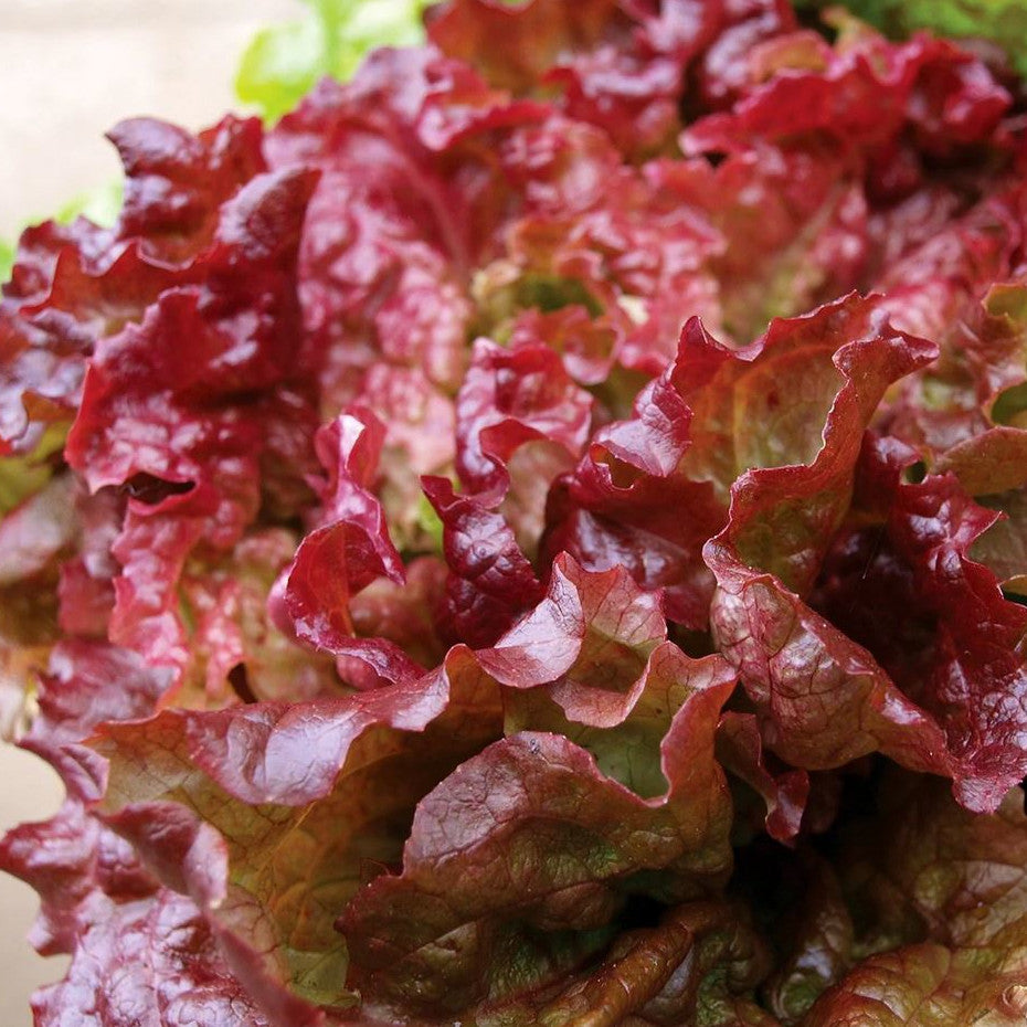 New Red Fire Organic Lettuce Seeds online shopping