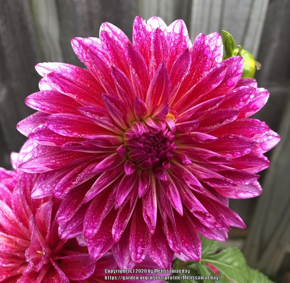 Raspberry Punch Dahlia