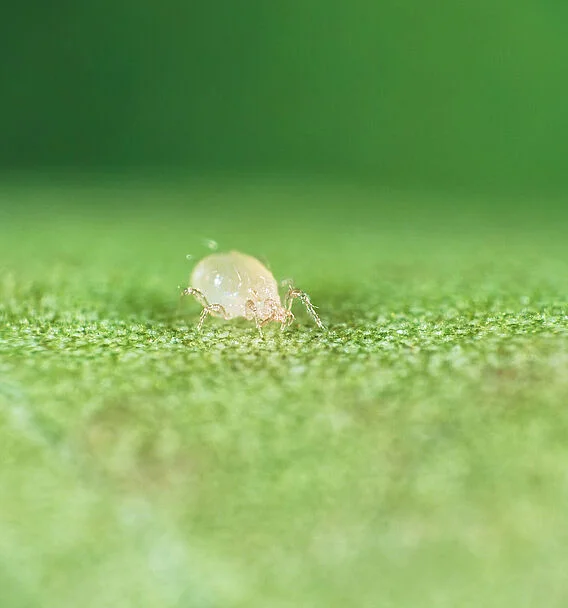 Anso Mite Predatory Mite