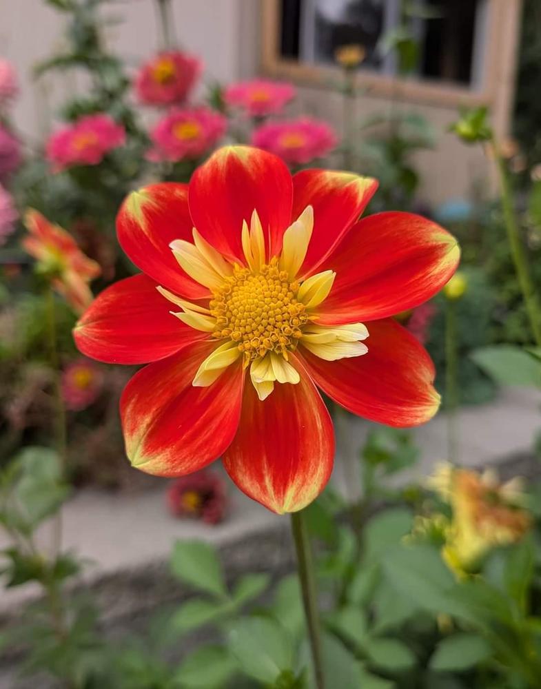 Pooh Dahlia