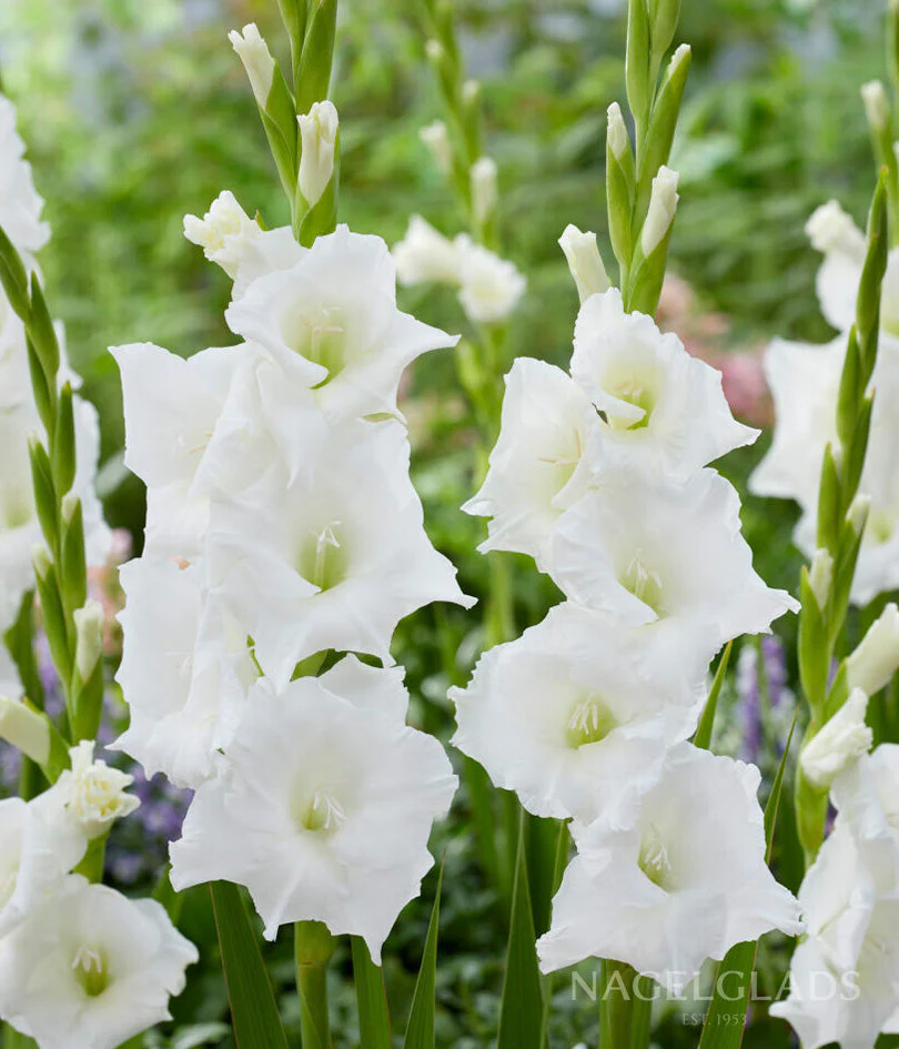 Nova Zembla Gladiolus Corms