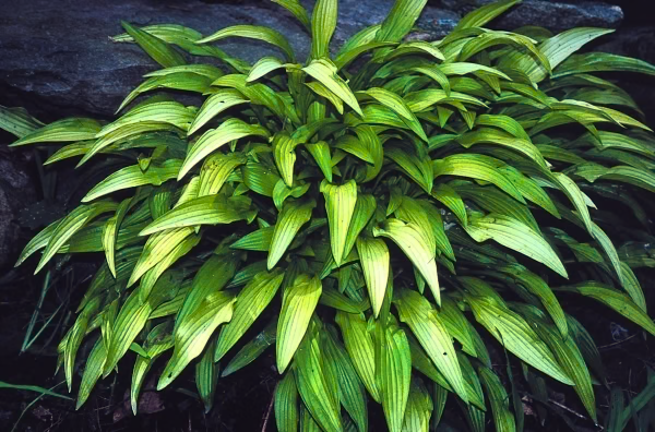 Bitsy Green Hosta