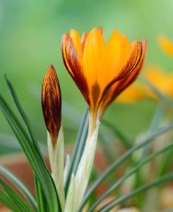 Orange Monarch Snow Crocus Corms