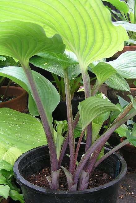 Grand Rapids Hosta Plants online shopping