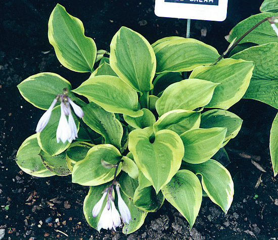 Ice Cream Hosta Plants online shopping