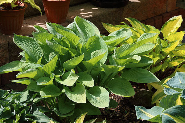 Gold Regal Hosta Plants online shopping