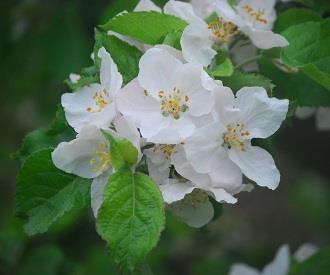 Belle de Boskoop Heritage Apple