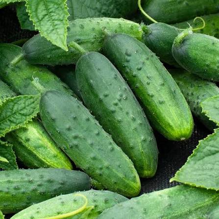 Spacemaster Cucumber Seeds online shopping