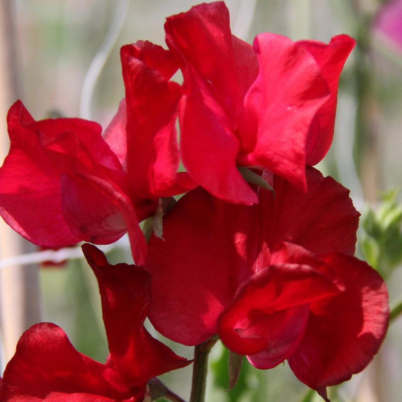 Henry Thomas Sweet Pea