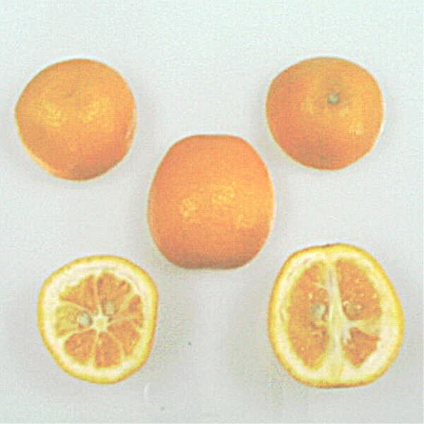 Nippon Orangequat Budwood citrus plant material online shopping