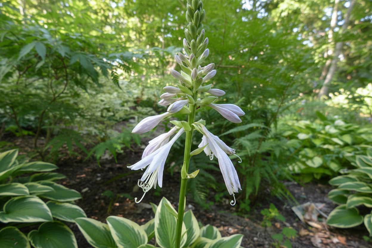 Exotic Presentation Hosta Plants online shopping