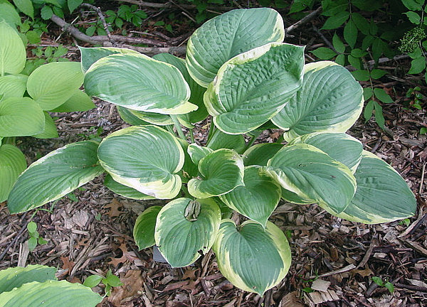 Parasol Hosta Plants online shopping