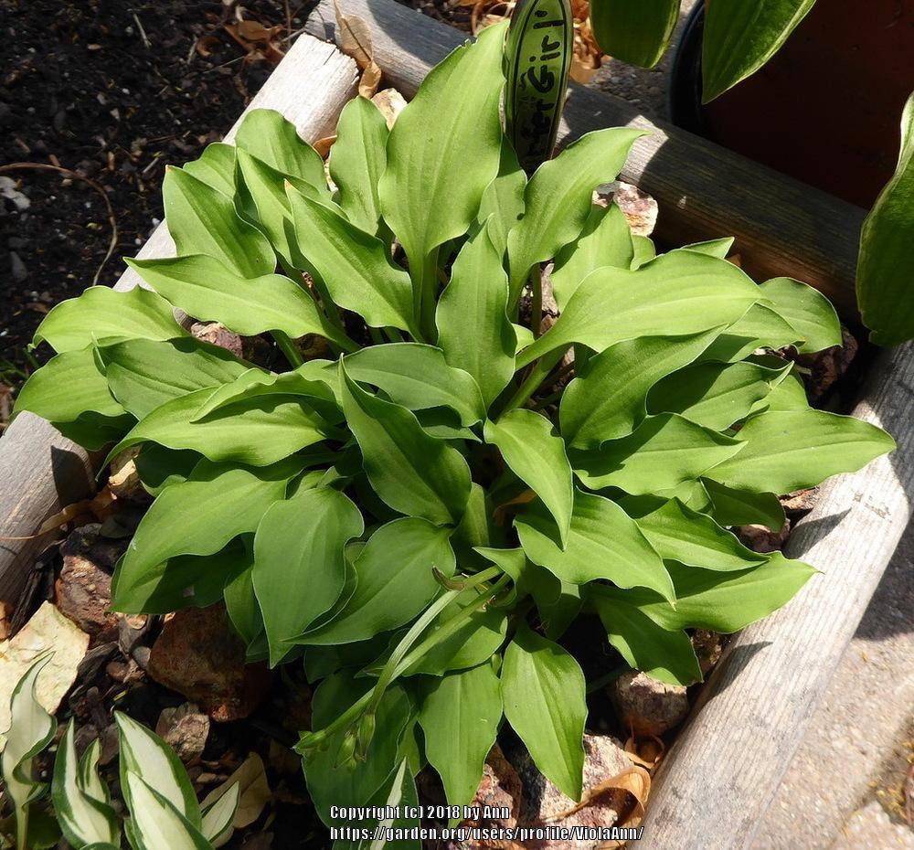 Surfer Girl Hosta