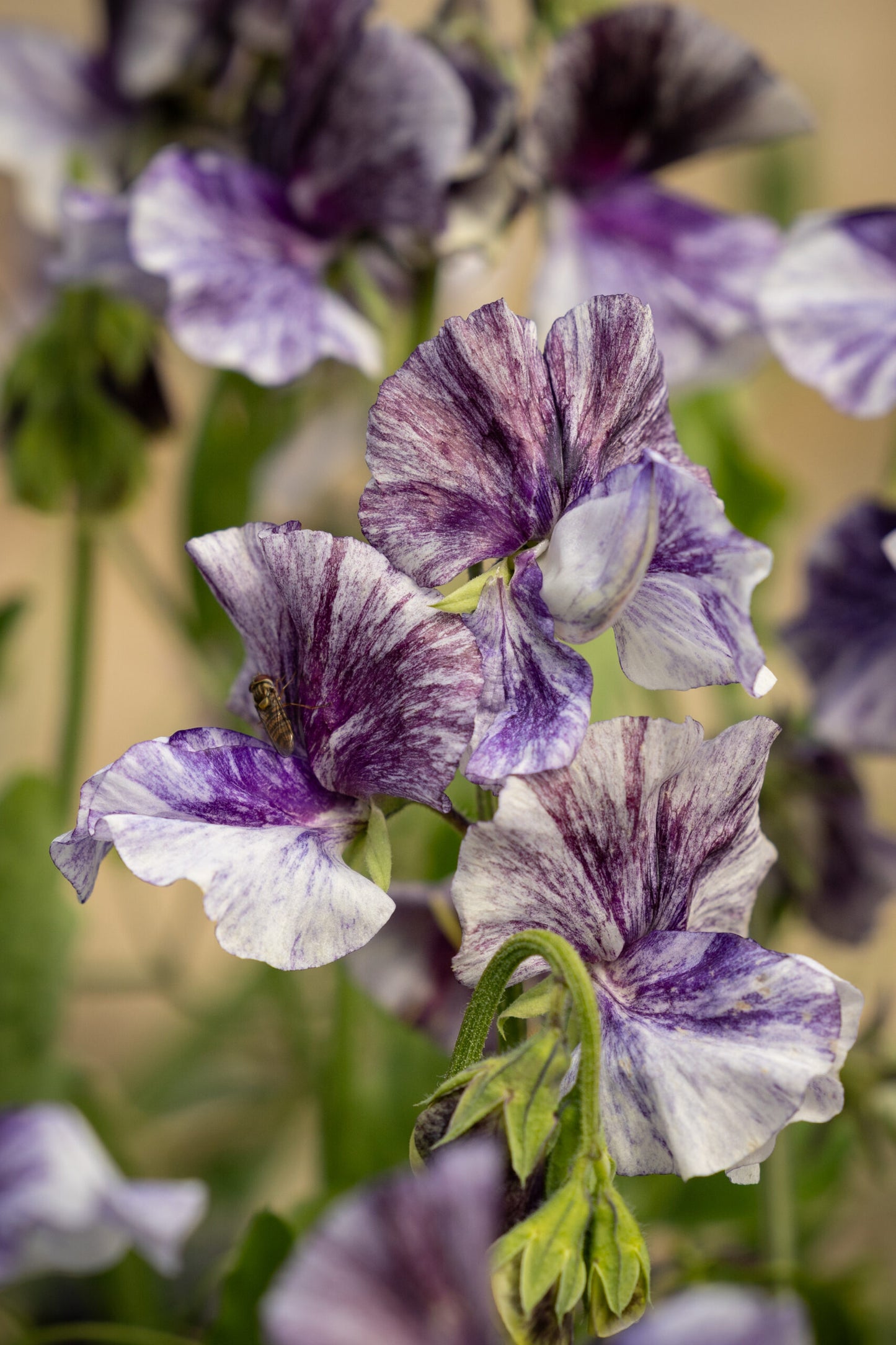 Earl Grey Sweet Pea seeds online shopping
