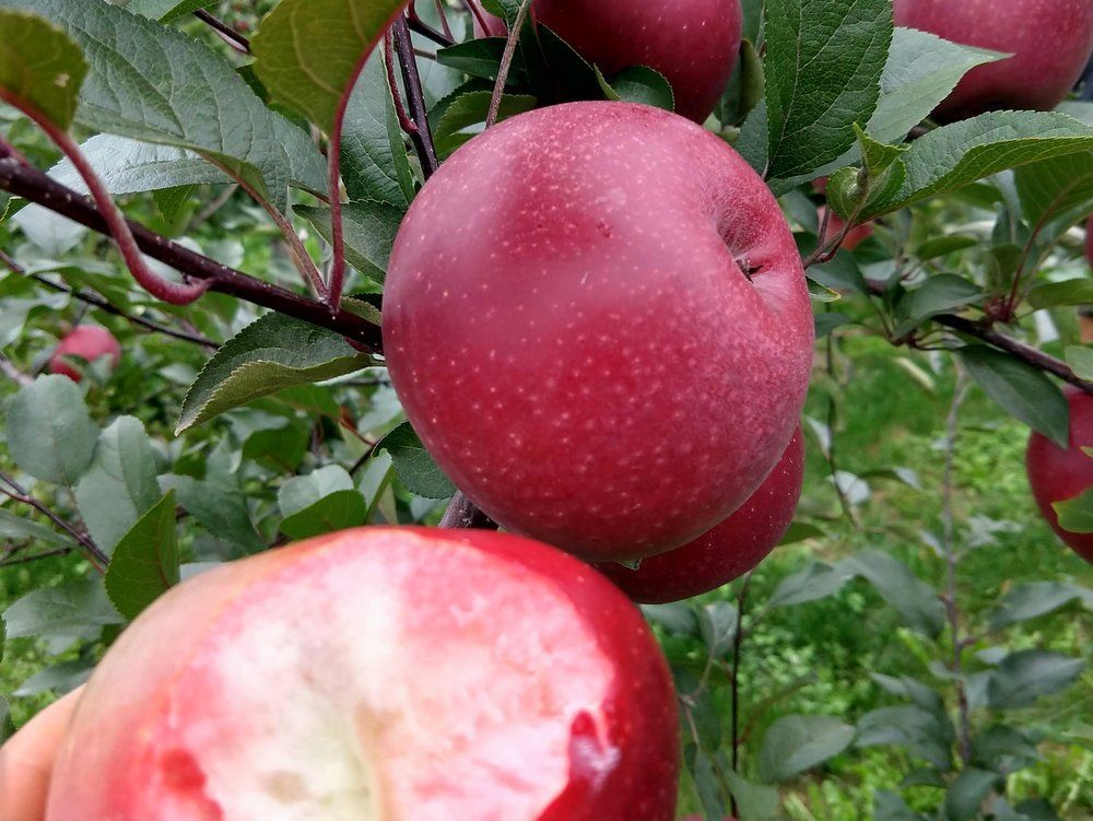 Redfield Red Fleshed Apple