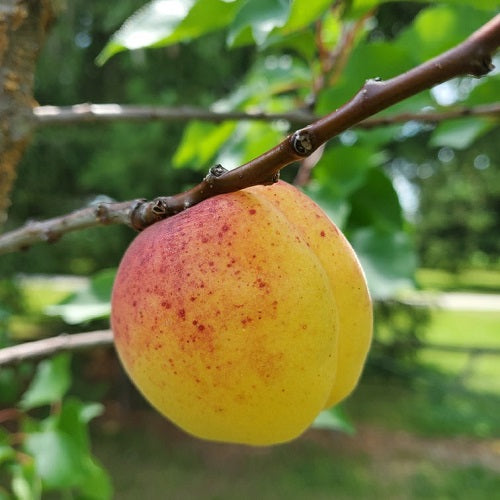 Sugar Pearls Apricot EVERGREEN