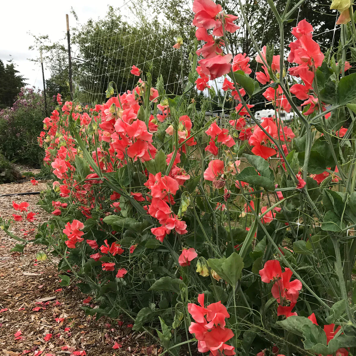 Clementine Kiss Sweet Pea seeds online shopping