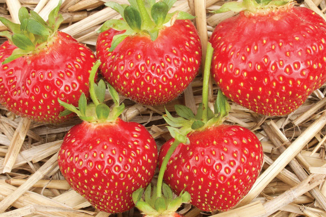 Galletta Early Season Strawberry