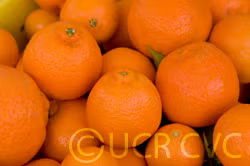 Algerian Clementine Budwood citrus plant material online shopping