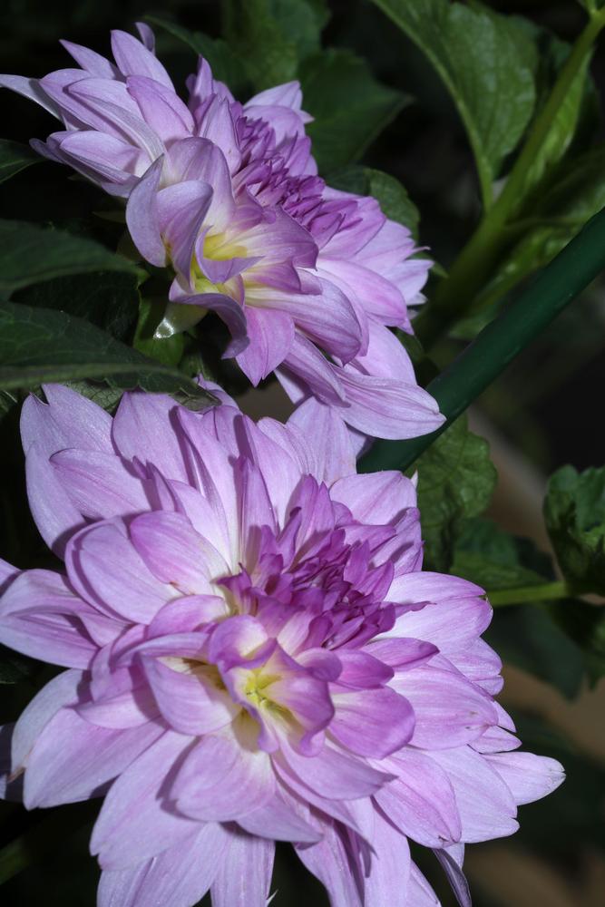 Cloudburst Dahlia Plants online shopping