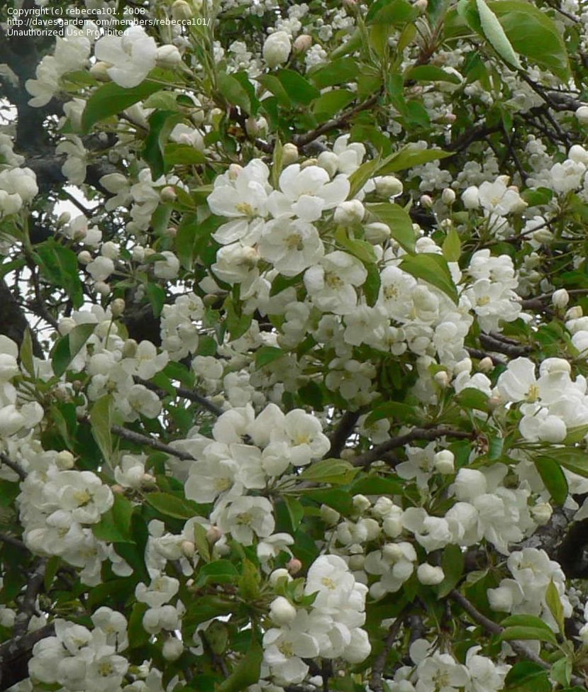 Centennial Crabapple