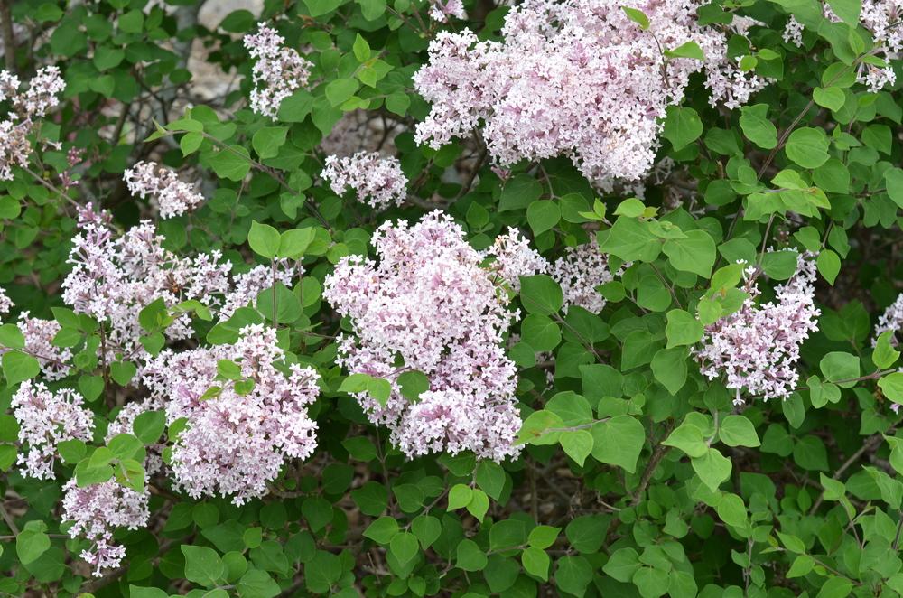 Josee Reblooming Lilac lilac plant online shopping