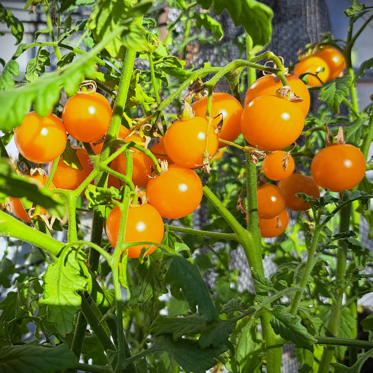 Sungold Tomato