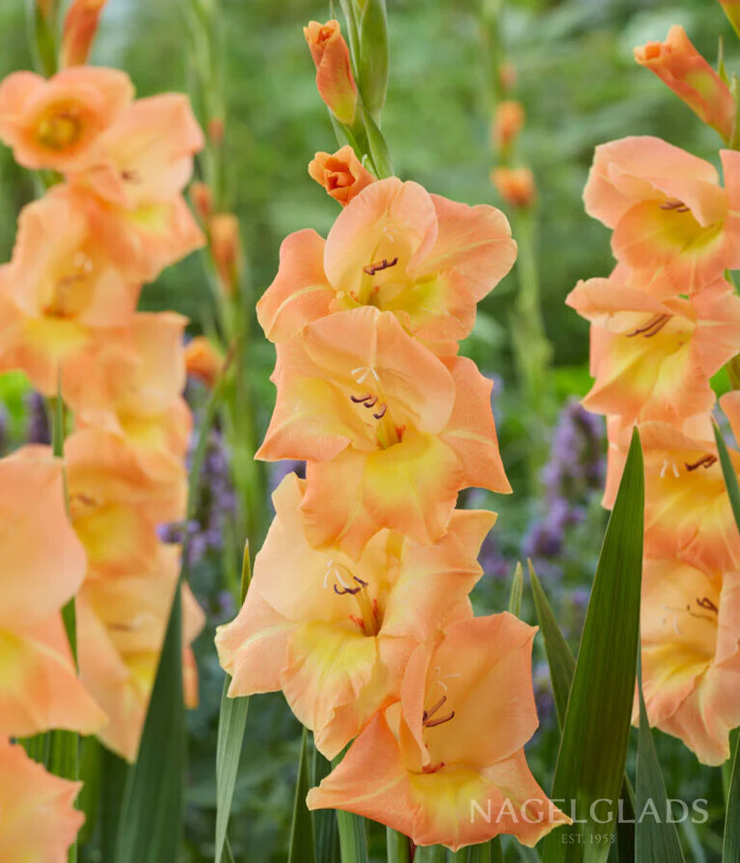 Peche Melba Gladiolus Corms