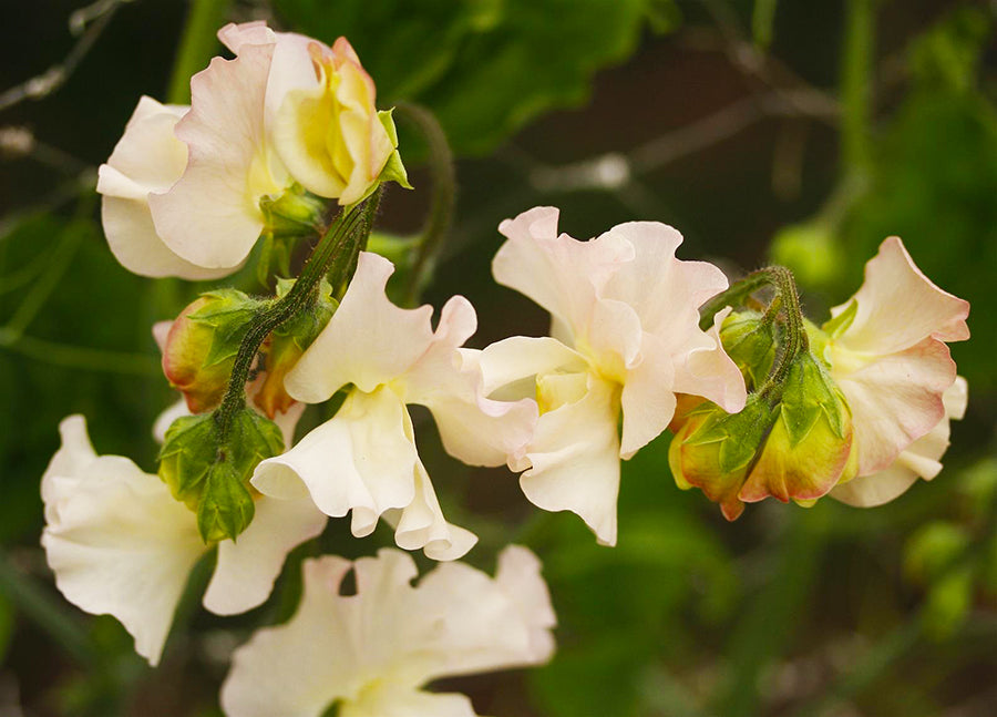 Piggy Sue Sweet Pea seeds online shopping