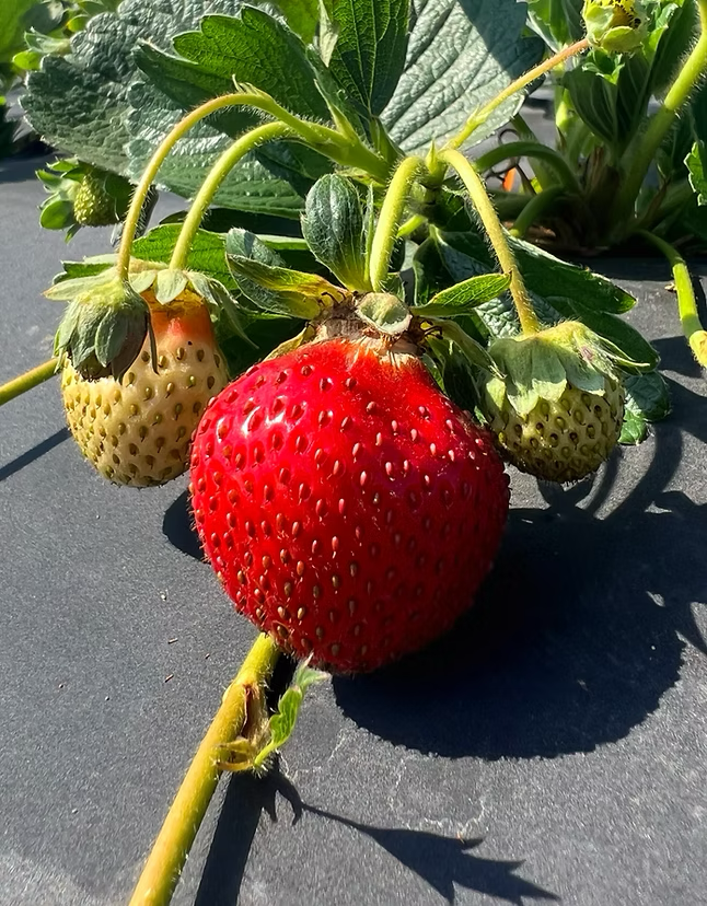 025 Short Day Strawberry