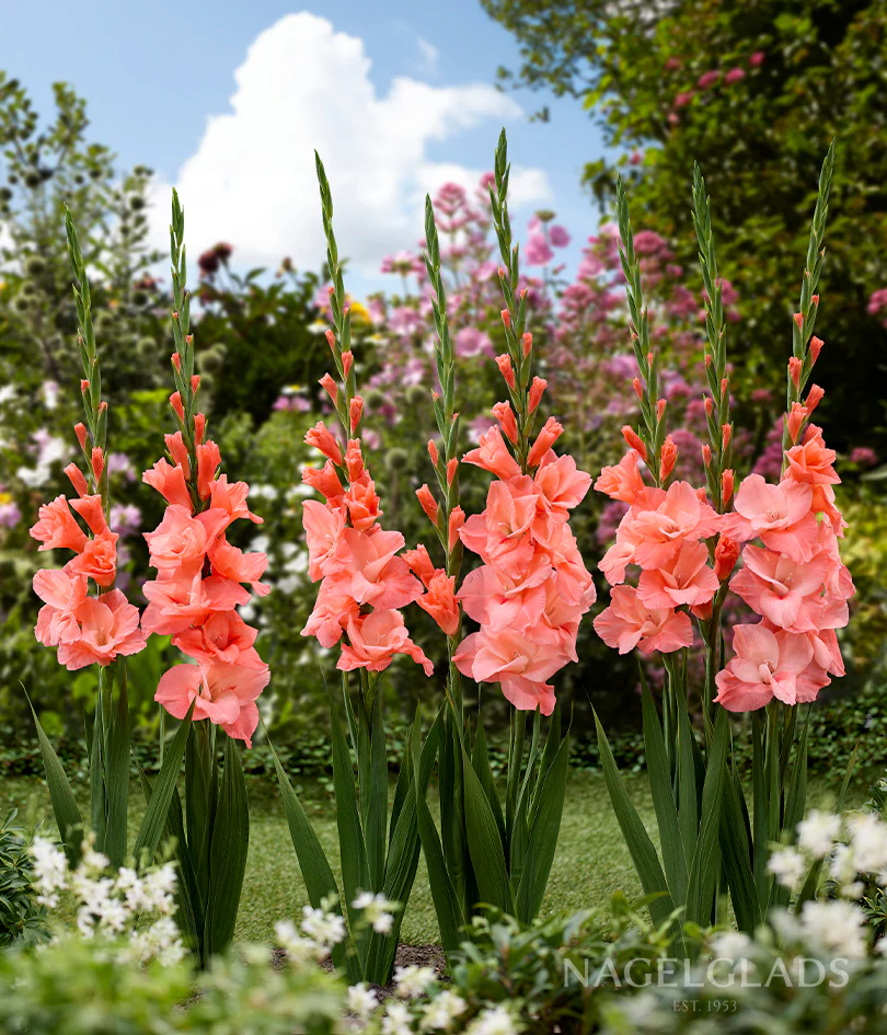 Ibadan Gladiolus Corms