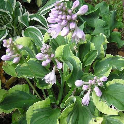 Smiling Mouse Ears Hosts