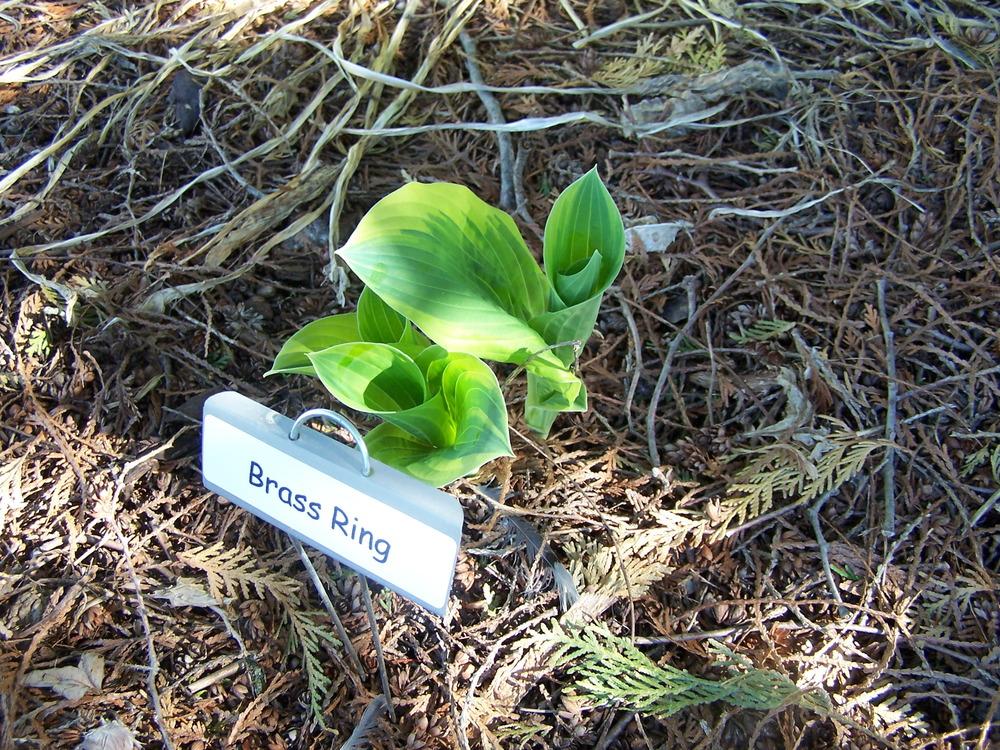 Brass Ring Hosta Plants online shopping