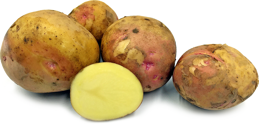 Prairie Blush Seed Potato online shopping