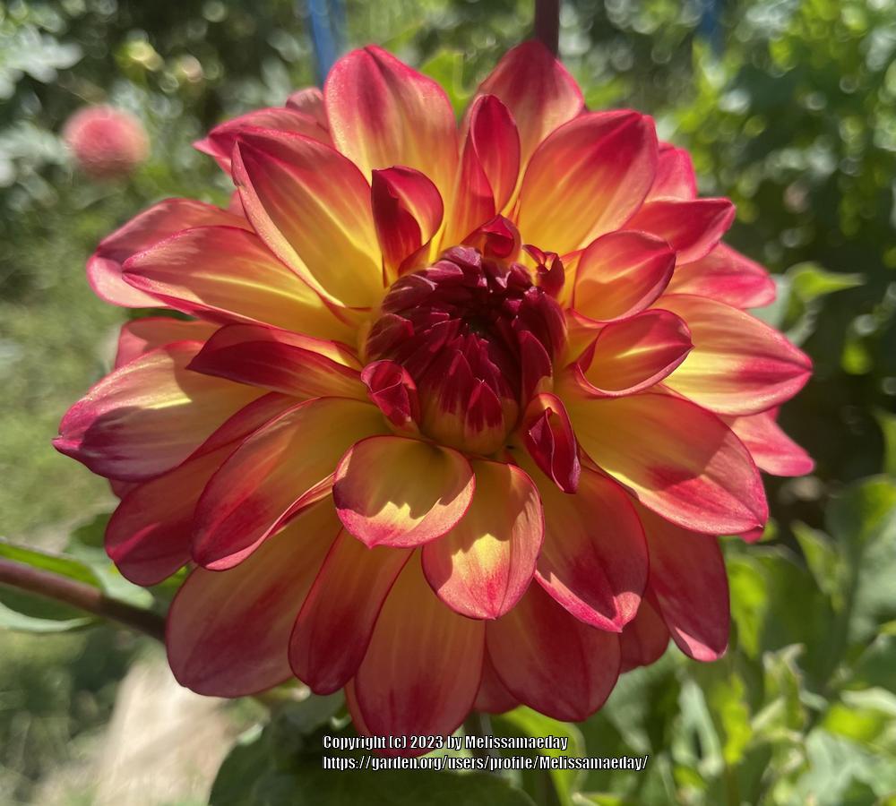 Mai Tai Dahlia