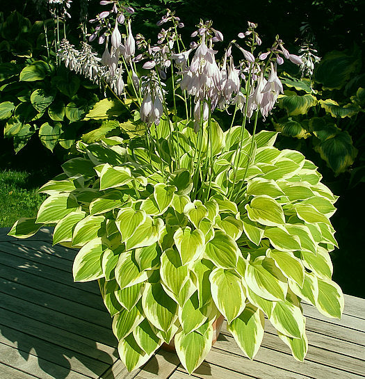 Lakeside Ninita Hosta Plants online shopping