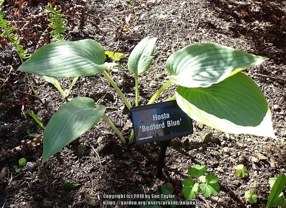 Bedford Blue Hosta Plants online shopping