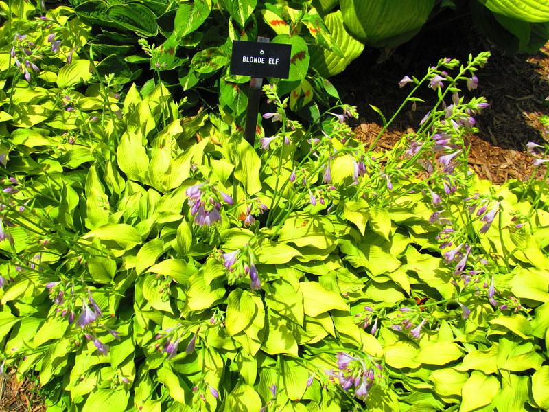 Blonde Elf Hosta Plants online shopping