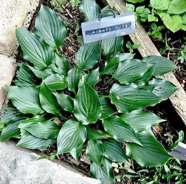 Mighty Mite Hosta