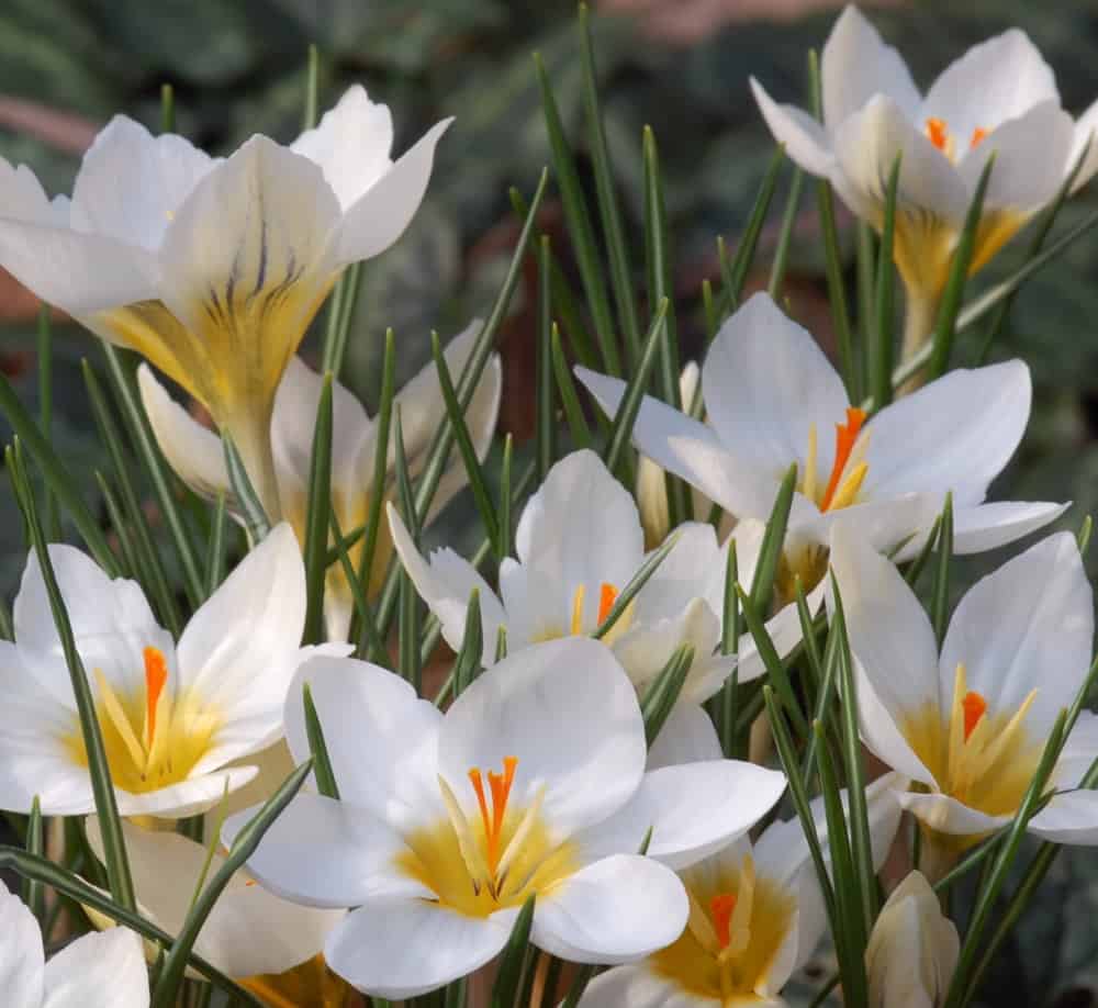 Snowbunting Snow Crocus Corms
