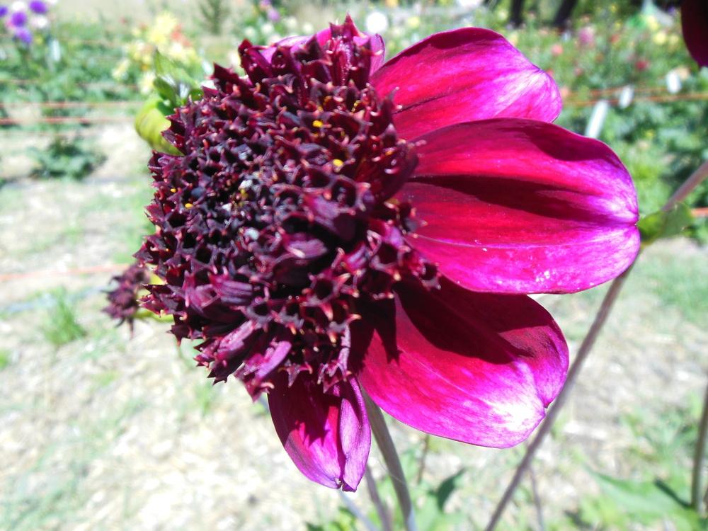 Rock Star Dahlia
