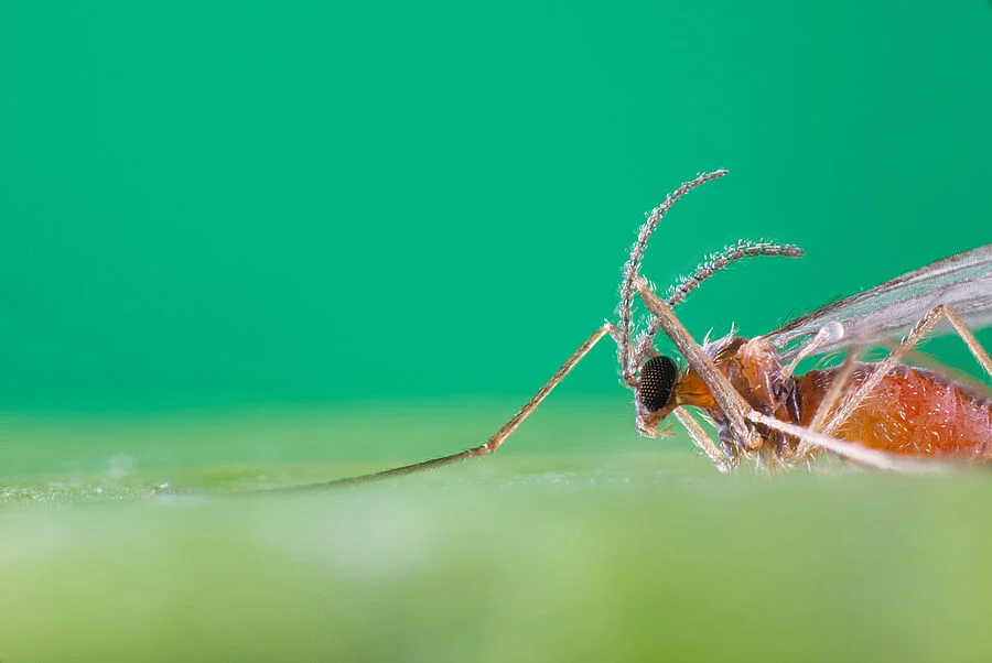 Aphidend Predatory Gall Midge