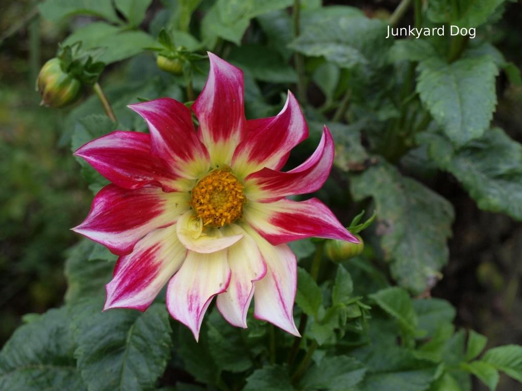 Junkyard Dog Dahlia