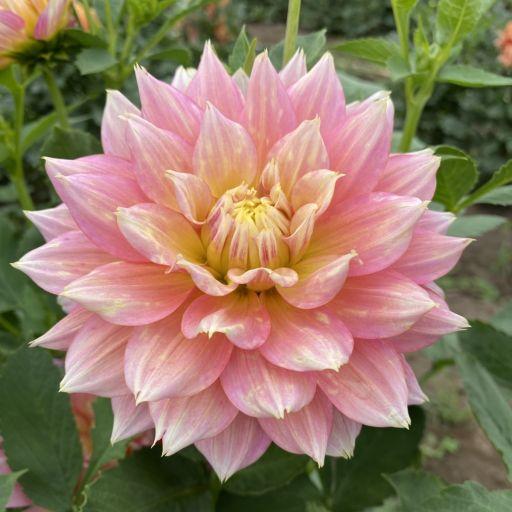 Fairytale Dahlia Plants online shopping