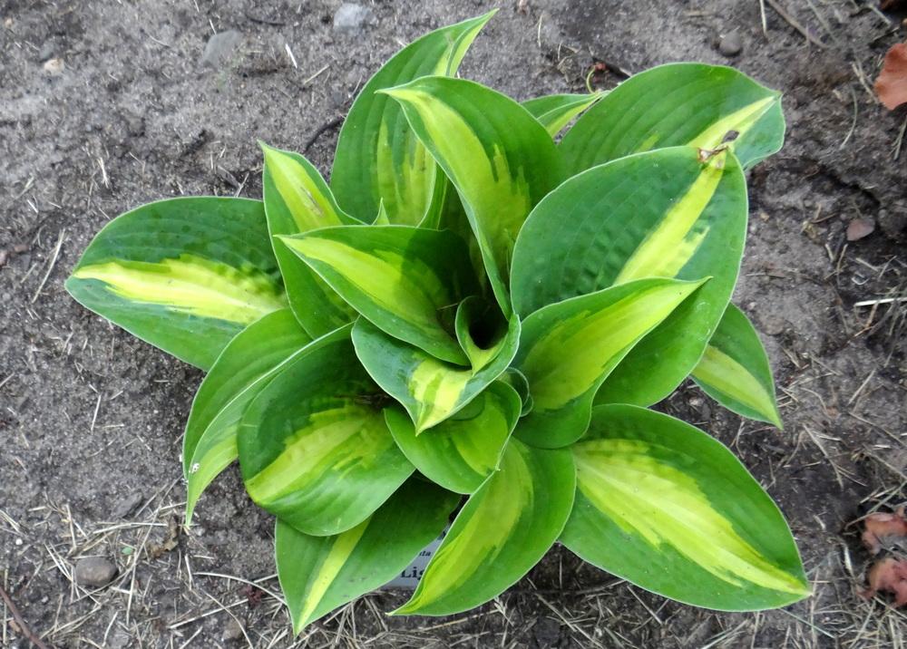 Chain Lightning Hosta Plants online shopping