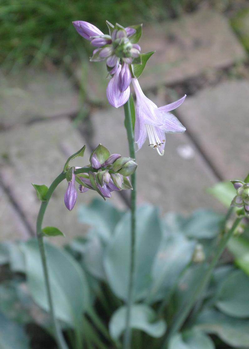 Gemstone Hosta Plants online shopping