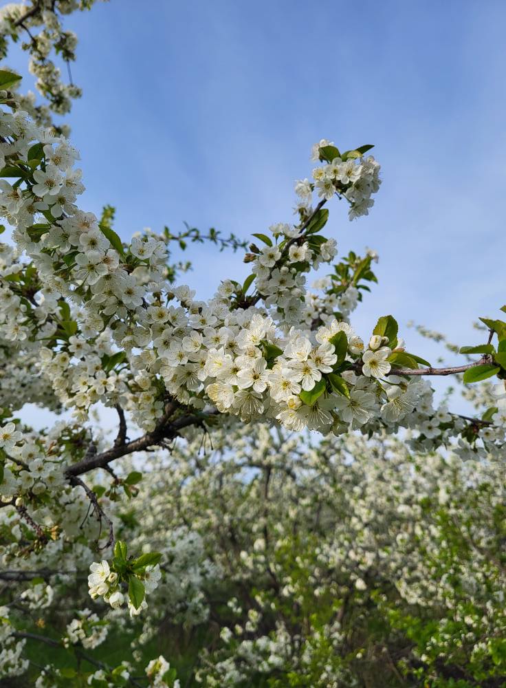 Evans Heirloom Sour Cherry
