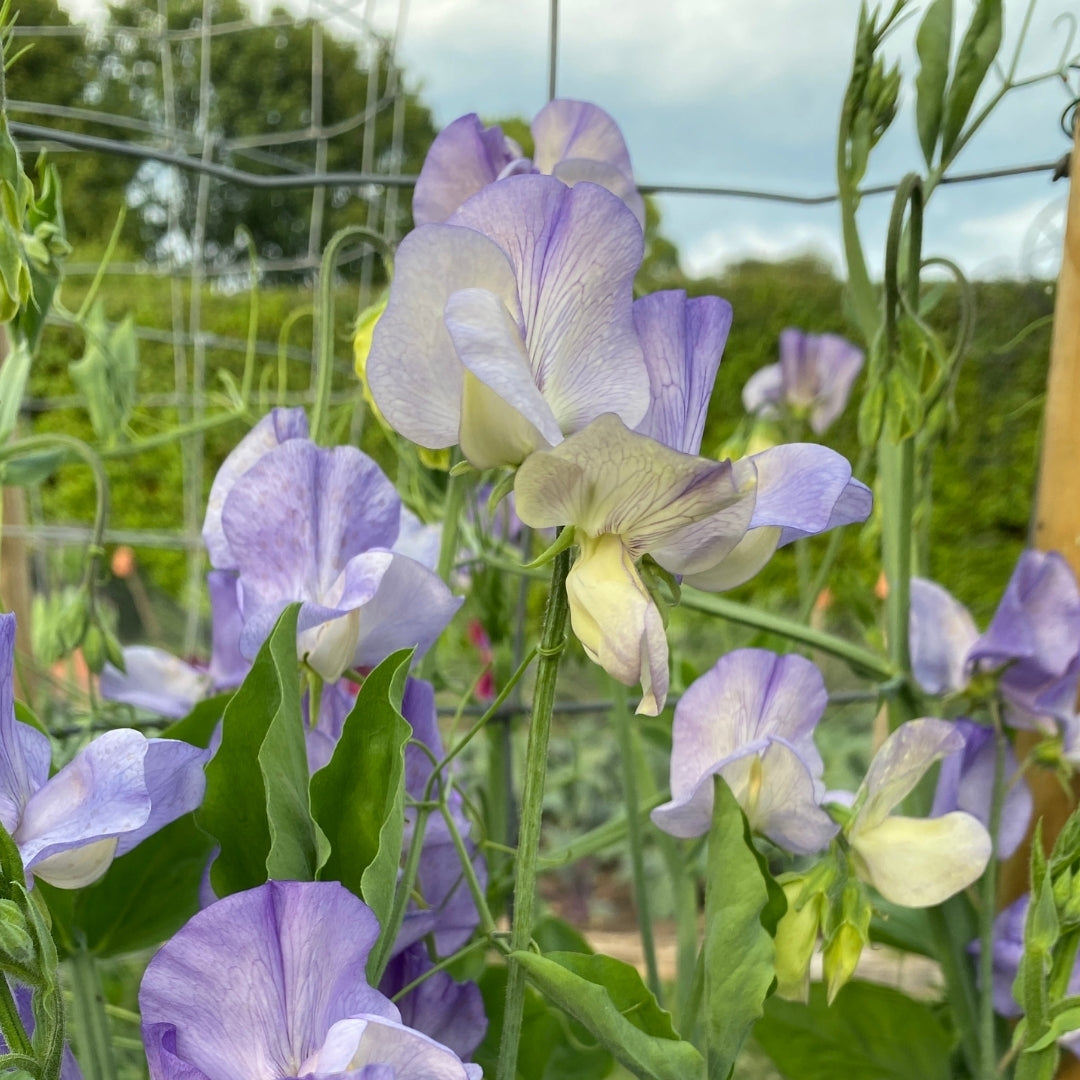 Kingfisher Sweet Pea