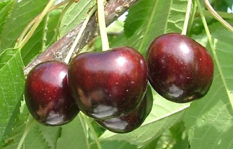 EbonyPearl® NY32 Sweet Cherry